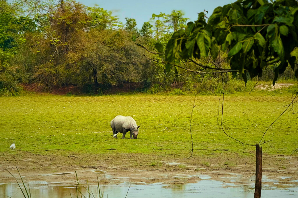 Safari at Kaziranga National Park